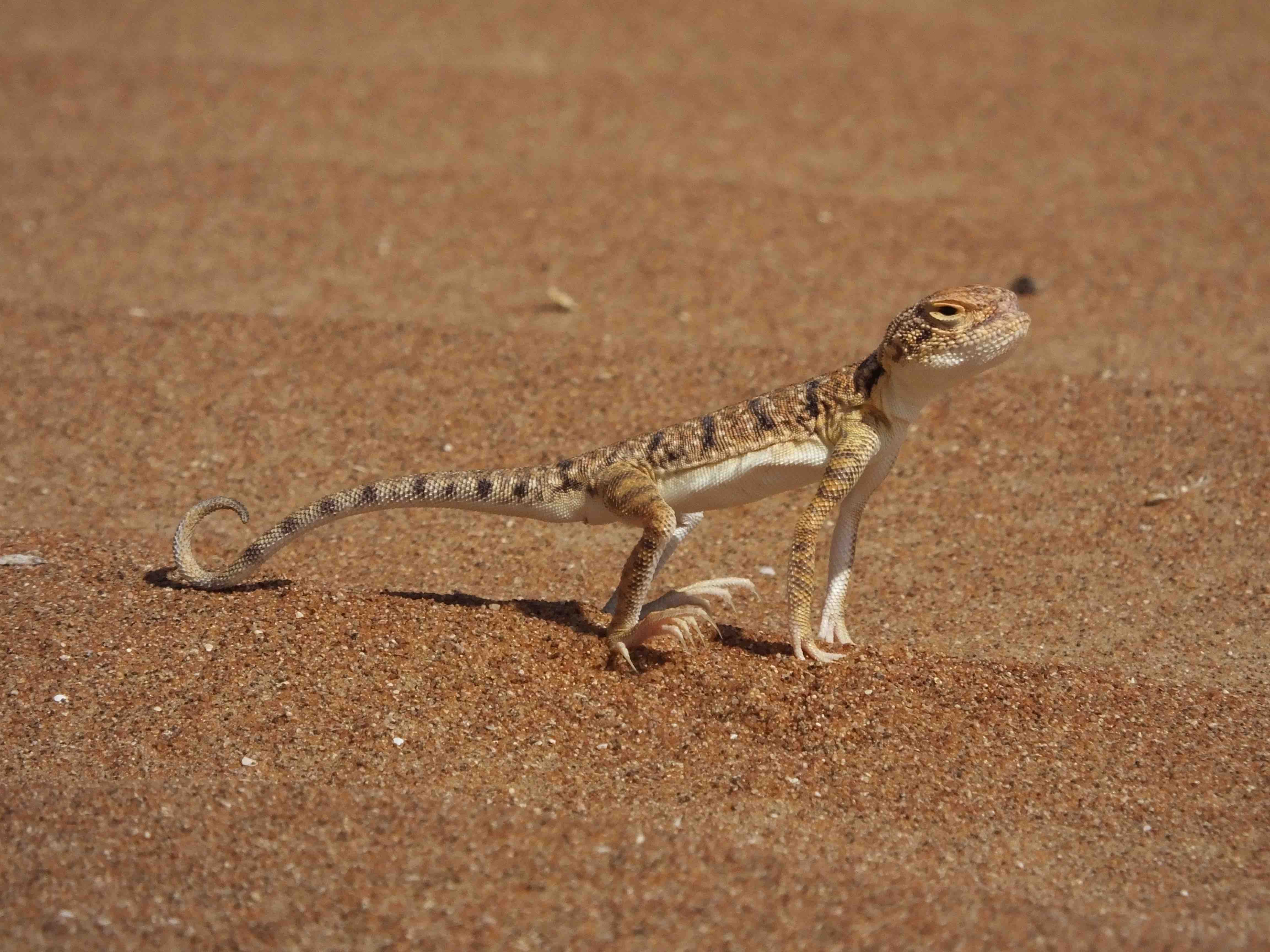 Phrynocephalus sakoi, especie endémica de Sharqiyah Sands. Crédito: Salvador Carranza.