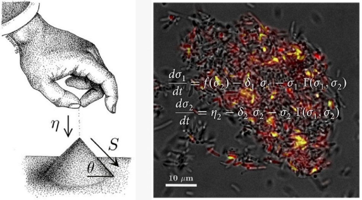 The new genetic circuit allows cells to reach critical states. Credit: Ricard Solé.
