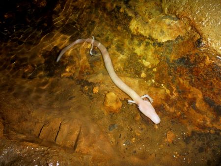 The olm or proteus (Proteus anguinus) was mistaken for a dragon’s baby. Credit: Sebastian Voitel via Flickr