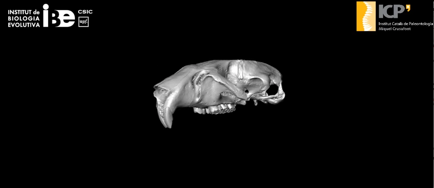 Modelo 3D del holotipo de C. bravoi  (Alejandro Serrano / Institut Català de Paleontologia Miquel Crusafont)