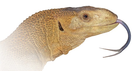 Image of Varanus yemenensis, an endemic species from Southwest Arabia that was separated through vicariance from its sister species Varanus albigularis from Africa. Credit: Johannes Els, Yemen