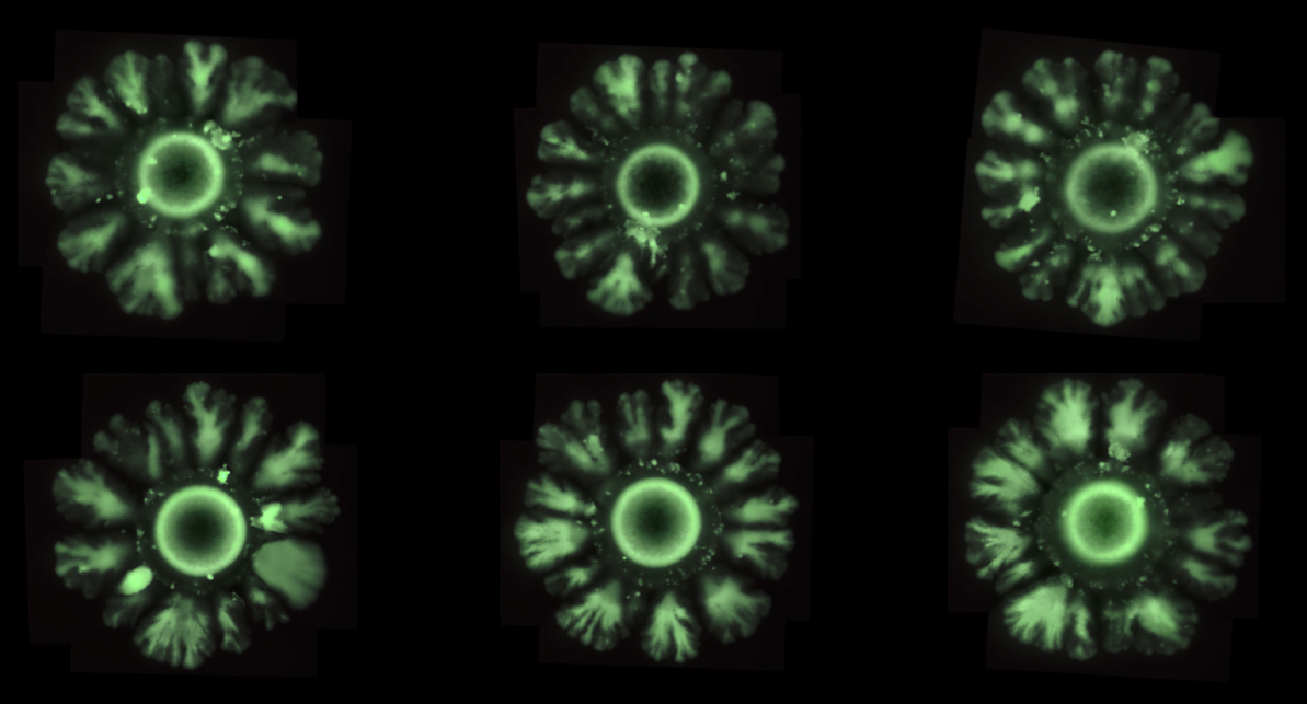 Petri dish with the bacteria E. coli forming patterns induced by the new synthetic system. Credit Ricard Solé.