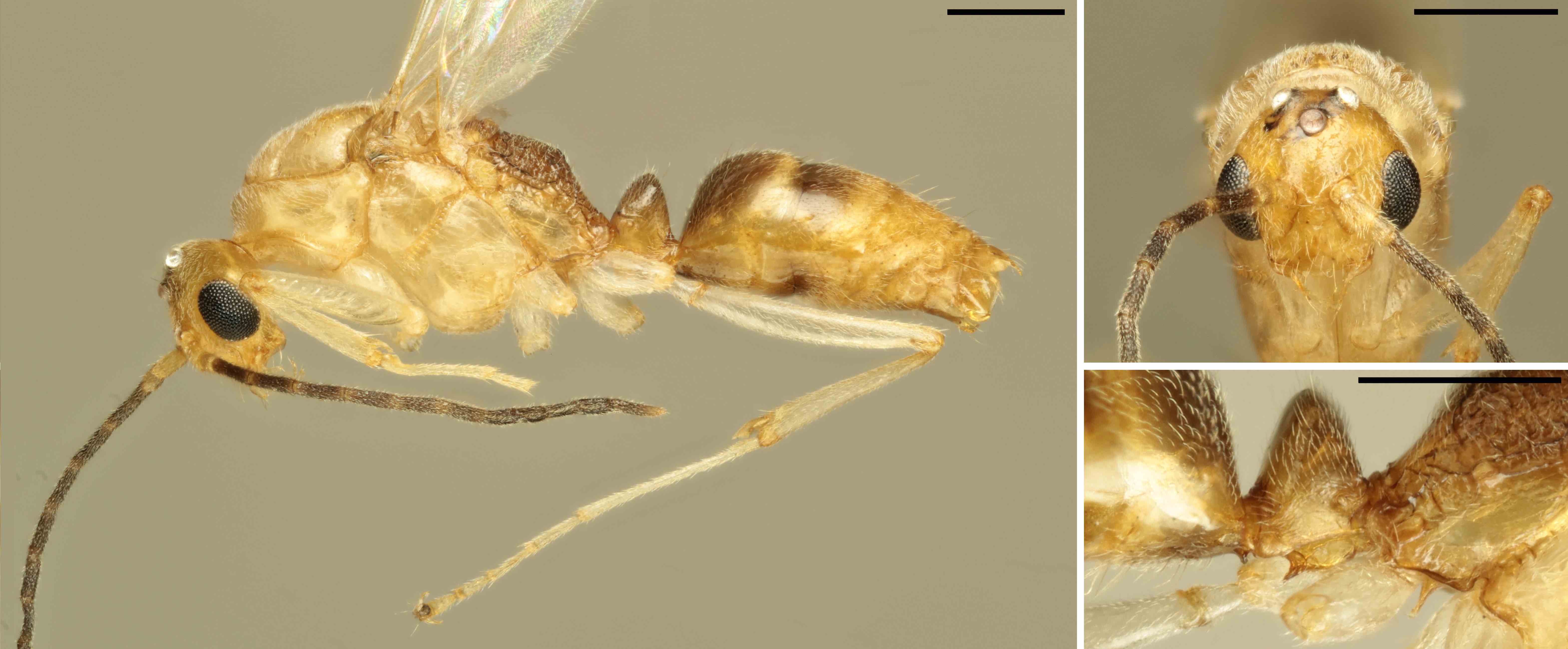 Imatge de la formiga mascle B. chinensis trobada a Nàpols i identificada genèticament per part de l'equip de recerca de l'IBE. Es tracta del primer exemplar que és detectat vivint lliurement a Europa. El cos de la formiga fa uns 4 mm, aproximadament. Crèdit: Roger Vila.