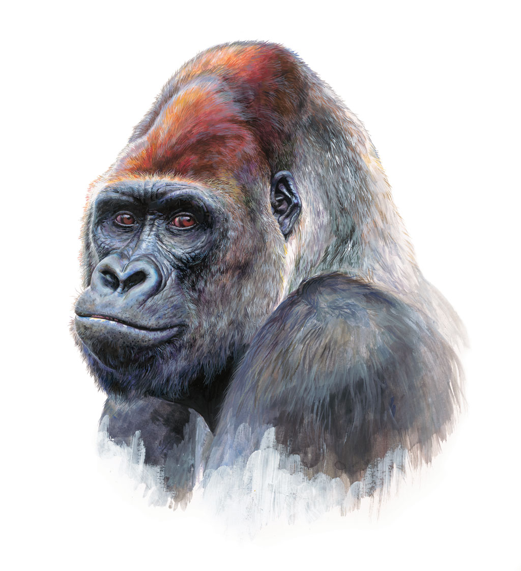 Il·lustració d'un goril·la. Crèdit: Blanca Martí