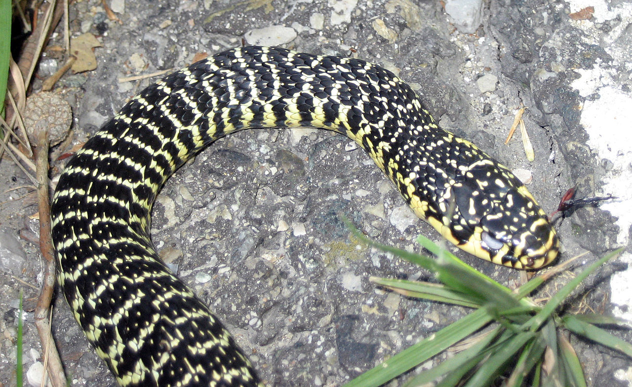 Serp verd i groga (Hierophis viridiflavus). Crèdit: S Sepp via Wikimedia amb llicència CC BY-SA 3.0.