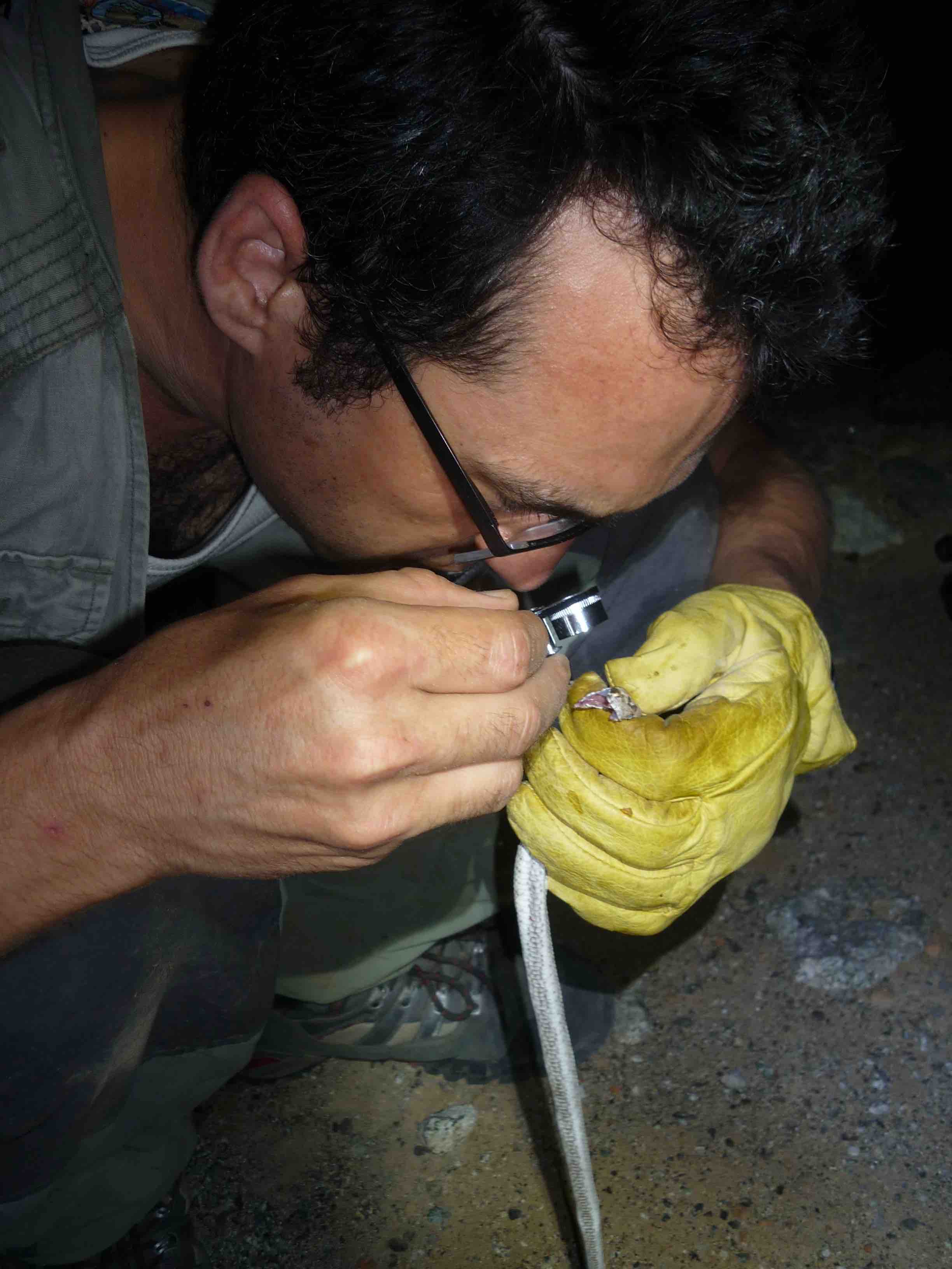 Carranza, identificant un individu. Crèdit: Salvador Carranza.