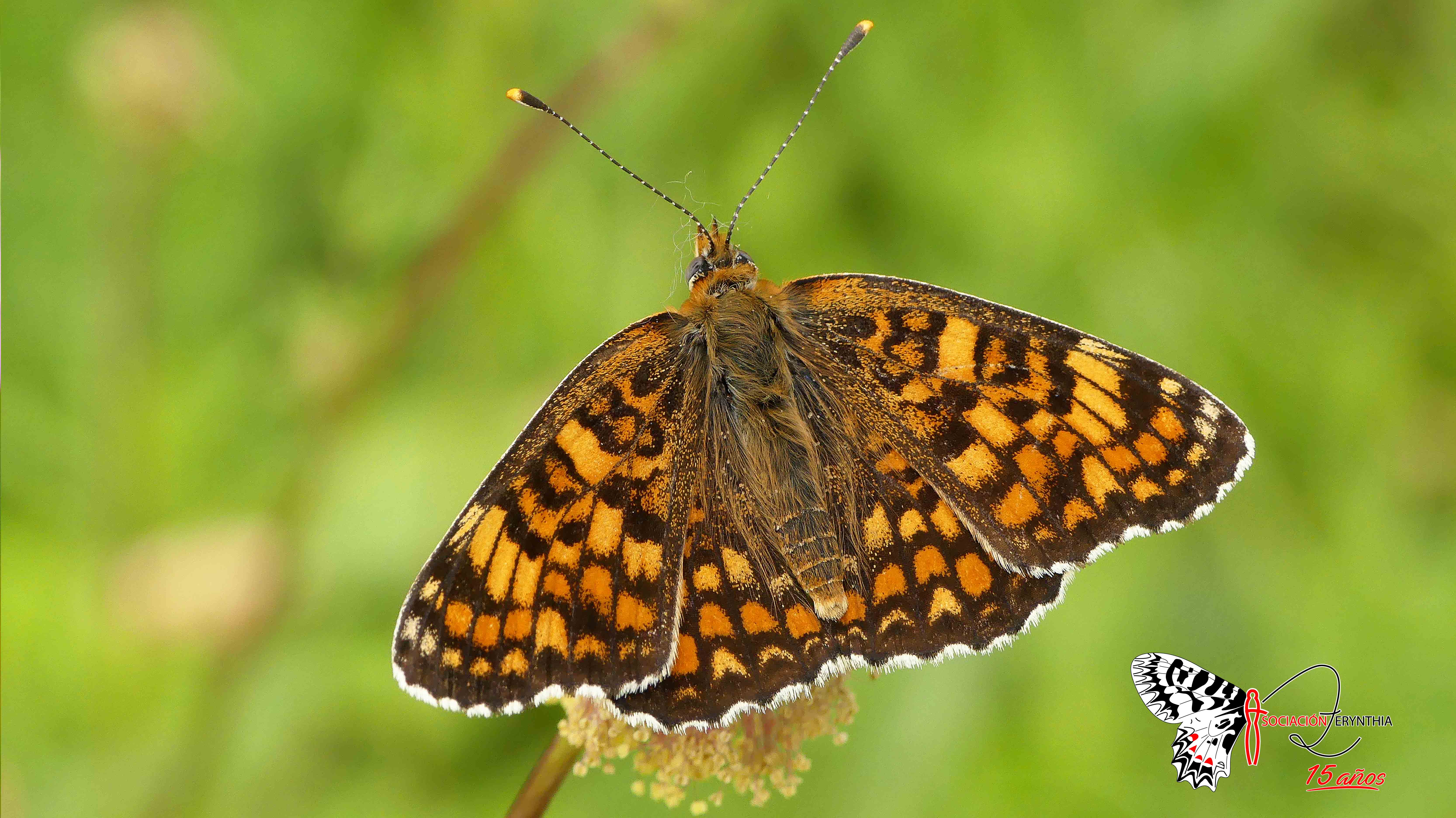Imagen de la “doncella esquiva” (Melitaea pseudornata). Crédito: ZERYNTHIA, Yeray Monasterio