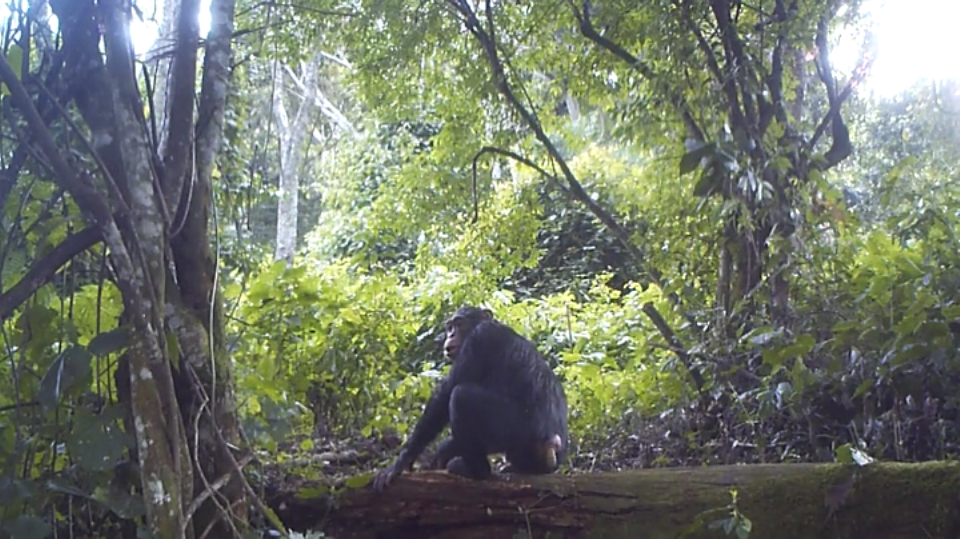 Wild chimpanzee defecating. Credit: MPI-EVA PanAf