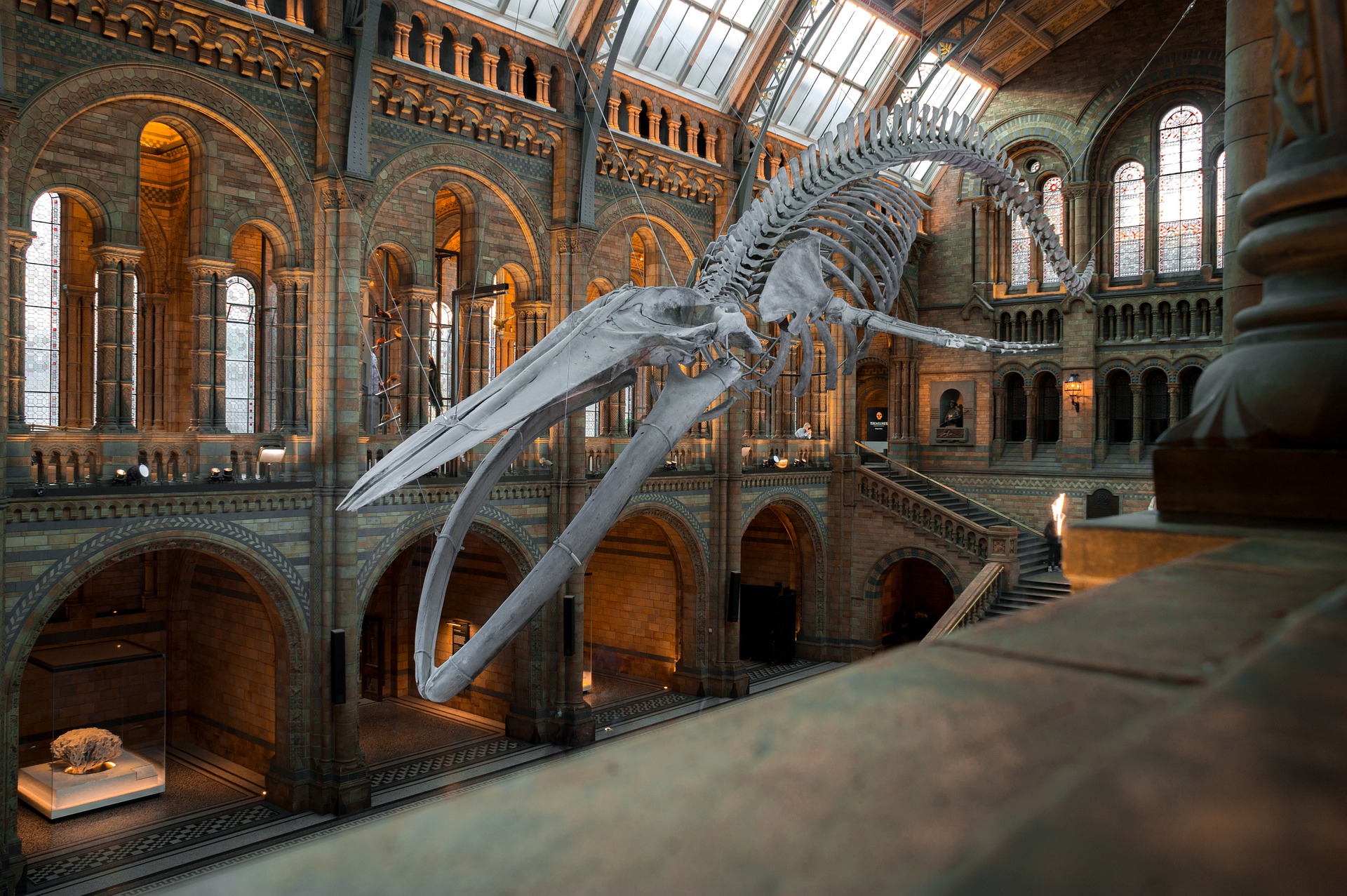 Imatge del National History Museum de Londres. Crèdit: just-pics via Pixabay.