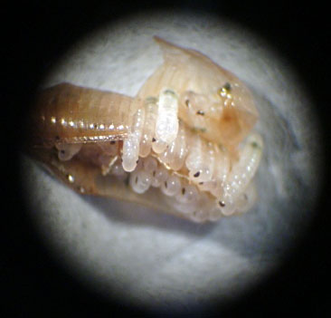 Imagen de una ooteca de Blatella germanica con los embriones eclosionando. Crédito: Cristina Olivella.