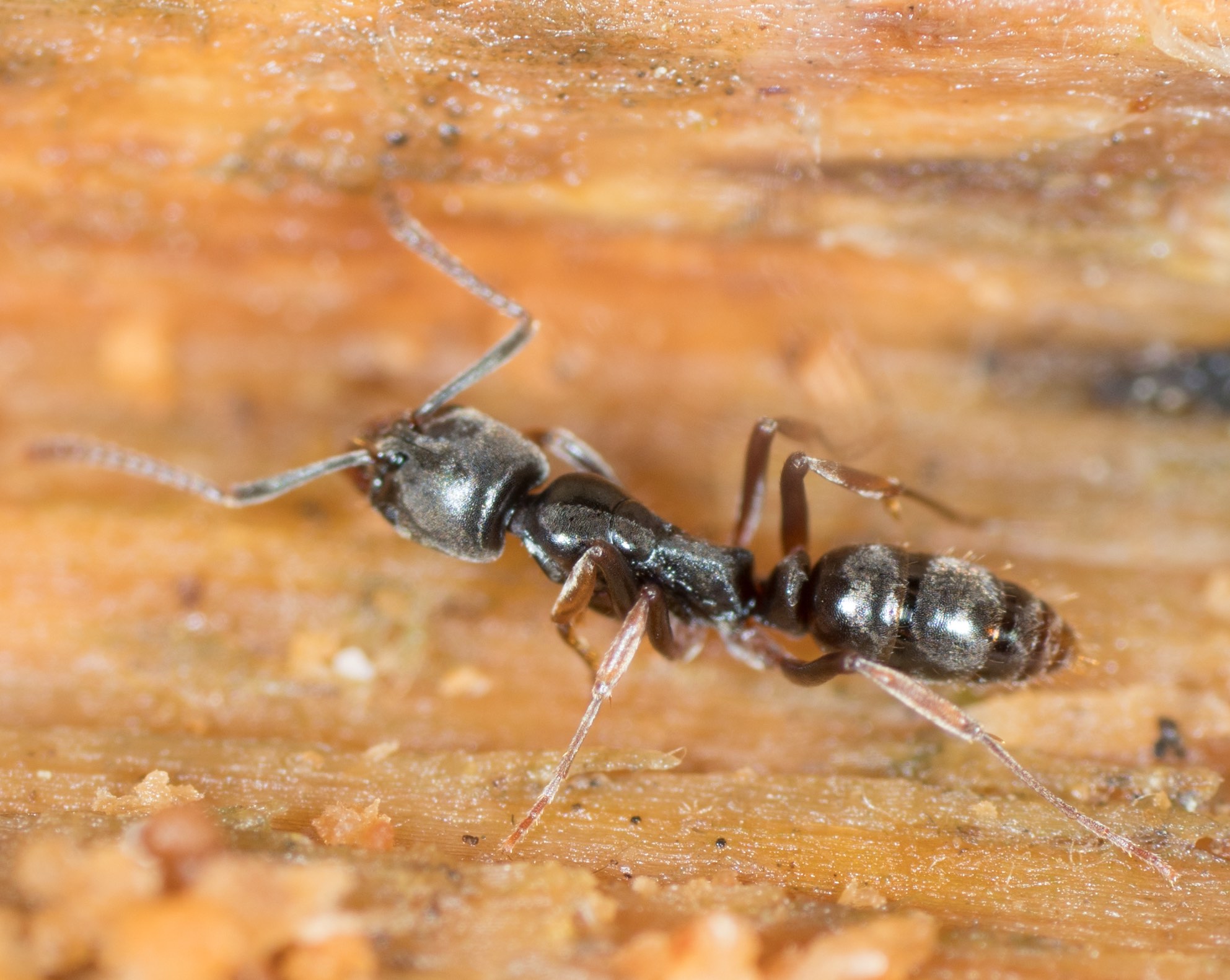 Imatge de B. chinensis. La seva distribució natural inclou regions costaneres de la Xina continental, Taiwan, la península de Corea i el Japó. A la dècada de 1930 va ser introduïda als EUA, on s’ha estès ràpidament i ara és present a 17 estats. Imatge via iNaturalist amb llicència CC0 (domini públic).