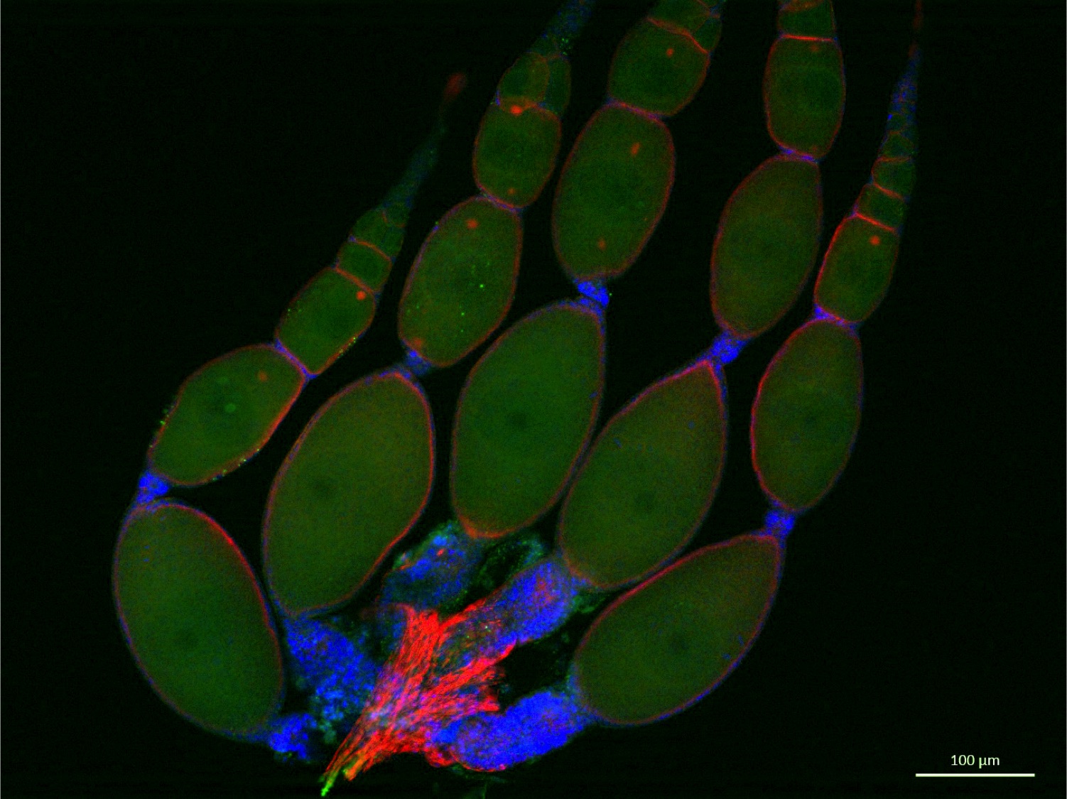 Imagen de microscopía de fluorescencia de cinco ovariolos. Cada hembra de Blatella germanica tiene dos ovarios compuestos de 20 ovariolos. Crédito: Maria Dolors Piulachs.