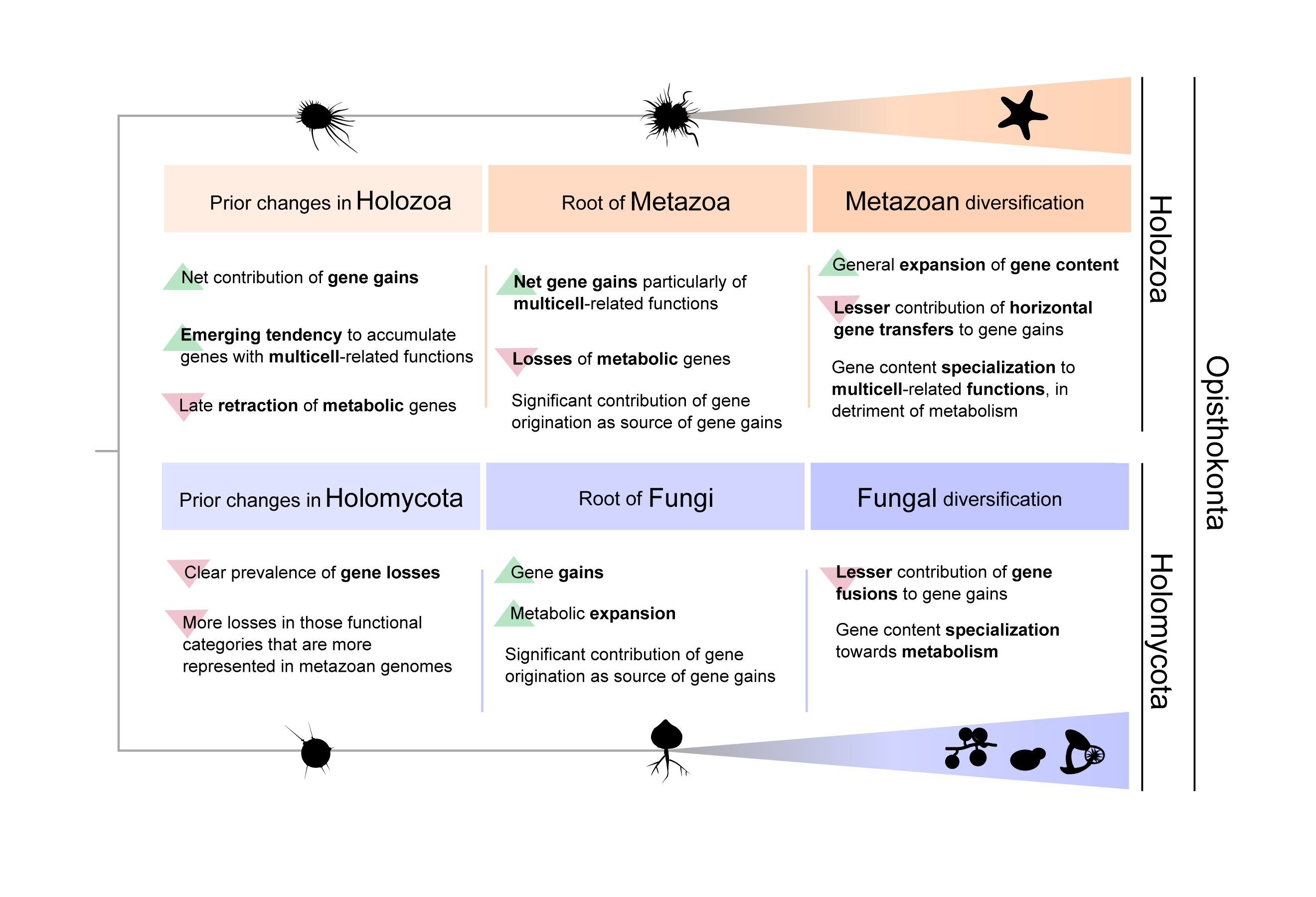 Summary of the main changes detected at gene level in relation to the origin and evolution of animals and fungi since the divergence of Opisthokonta. Credit: Multicellgenome Lab.