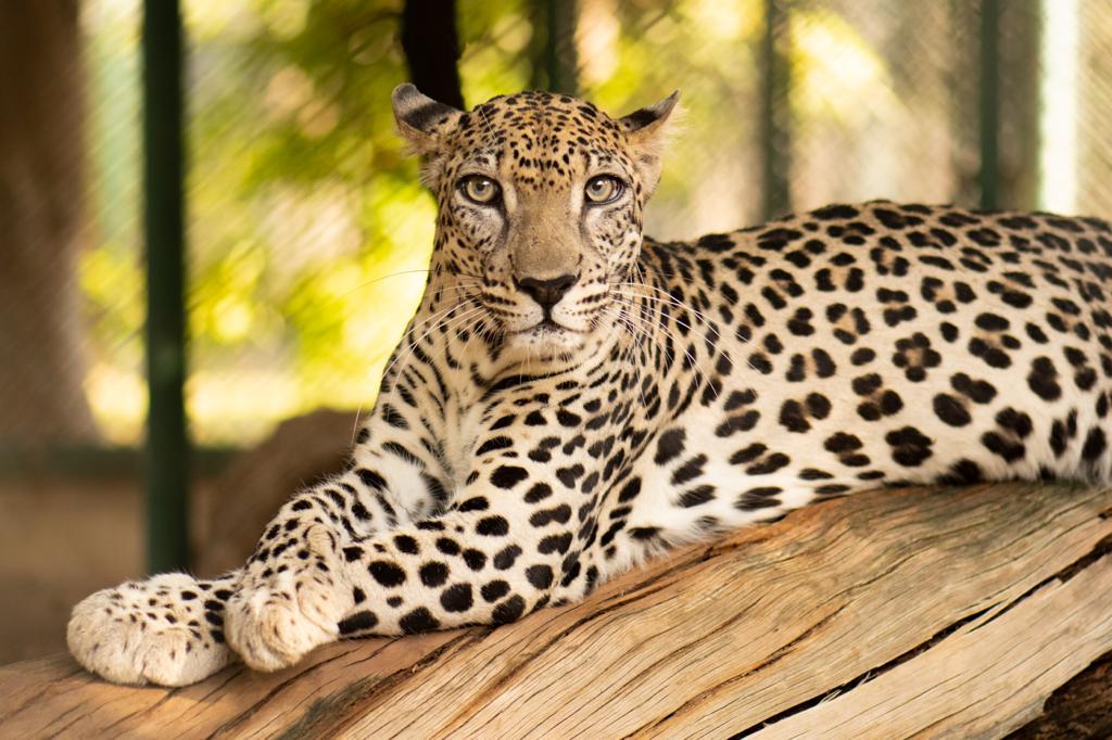 Image of an Arabian leopard specimen from Sharjah's Desert Park, Sharjah, United Arab Emirates.  Credit: Adrián Talavera. Imatge inicial - Image of an Arabian leopard specimen from Sharjah's Desert Park, Sharjah, United Arab Emirates.  Credit: Adrián Talavera.