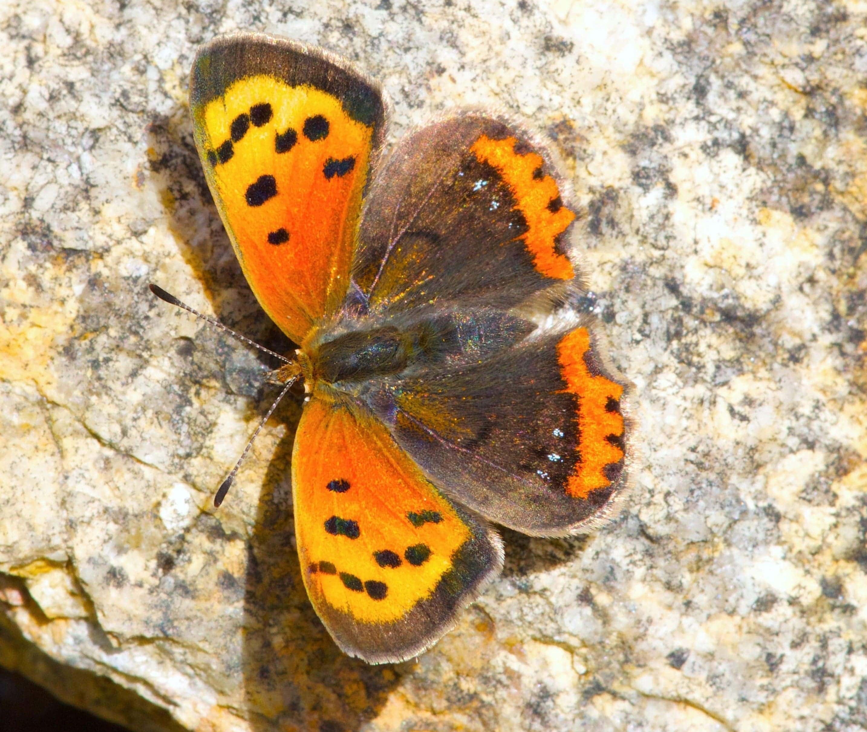 Lycaena phlaeas basking in the sun to warm up. This species showed the greatest differences in thermoregulation ability between Spain and the UK. Author: Roger Vila Imatge inicial - Lycaena phlaeas basking in the sun to warm up. This species showed the greatest differences in thermoregulation ability between Spain and the UK. Author: Roger Vila