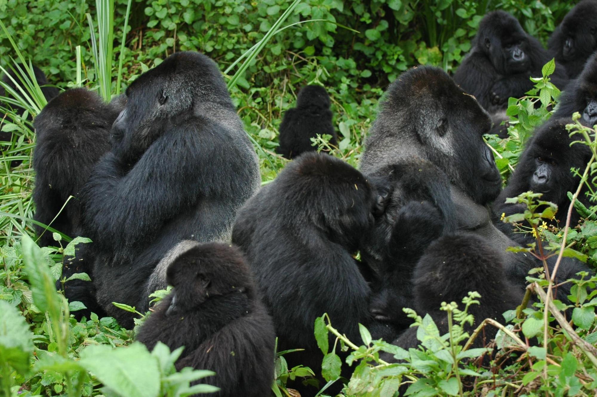 Gorilas de montaña preparándose en el Parque Nacional de Bwindi, en un grupo de múltiples espaldas plateadas que es particular de los gorilas de montaña. Copyright: Mike Cranfield, Gorilla Doctors