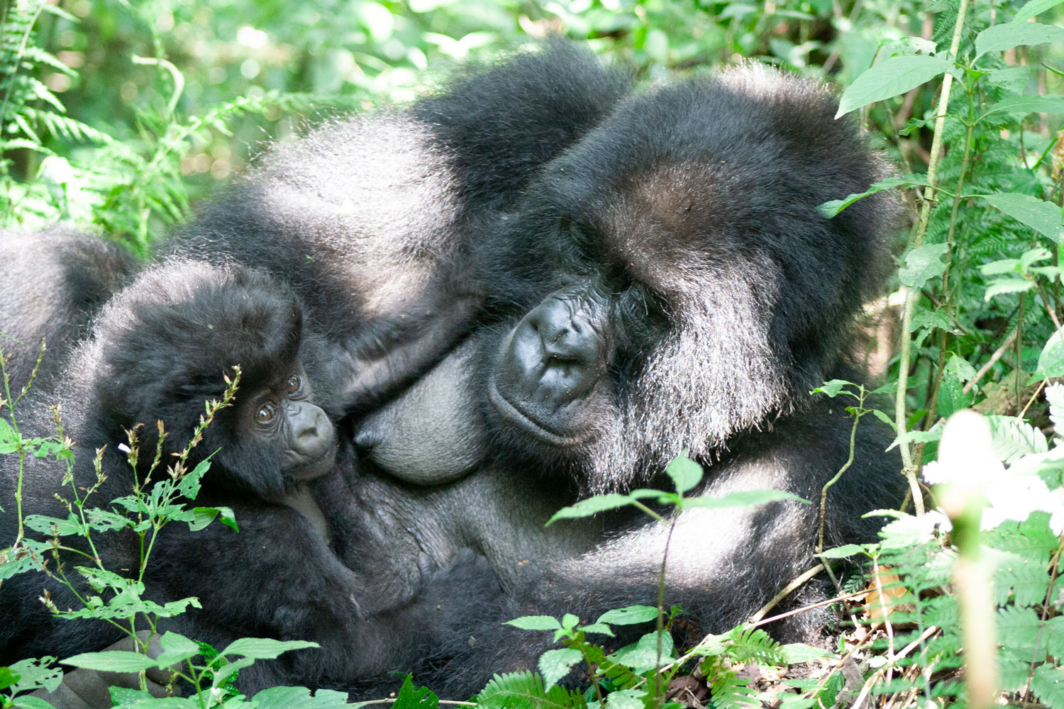 Mountain gorilla mother and infant during a rest period. Copyright: Mike Cranfield, Gorilla Doctors Imatge inicial - Mountain gorilla mother and infant during a rest period. Copyright: Mike Cranfield, Gorilla Doctors