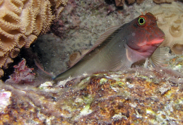 Red-lipped Blenny. Credit to Matthew Hoelscher. CC BY-SA 2.0 DEED Imatge inicial - Red-lipped Blenny. Credit to Matthew Hoelscher. CC BY-SA 2.0 DEED
