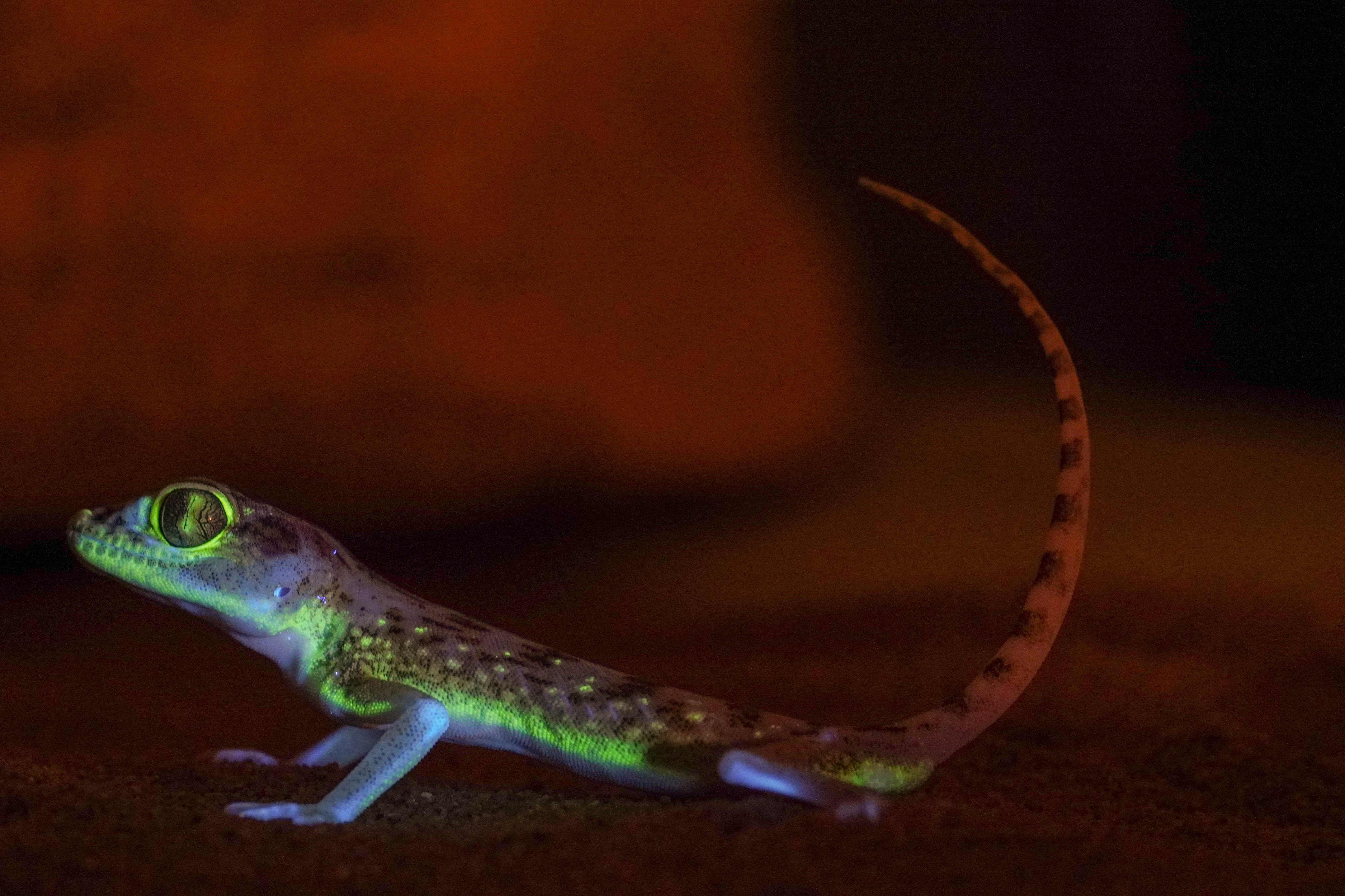 Dune Sand Gecko under UV. Credit to Bernat Burriel. Imatge inicial - Dune Sand Gecko under UV. Credit to Bernat Burriel.