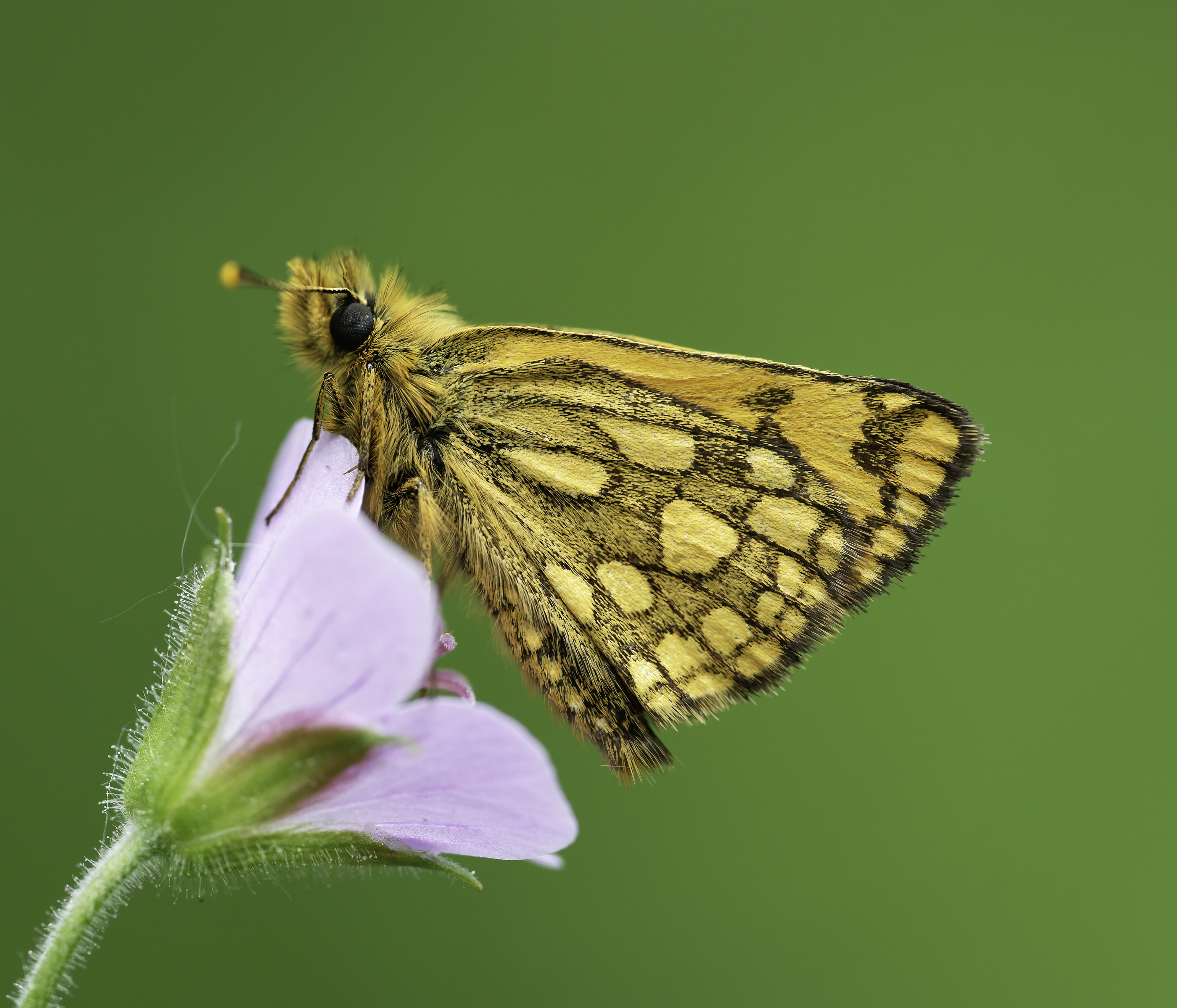 Carterocephalus silvicola. Crèdit a Vlad Dinca. Imatge inicial - Carterocephalus silvicola. Crèdit a Vlad Dinca.