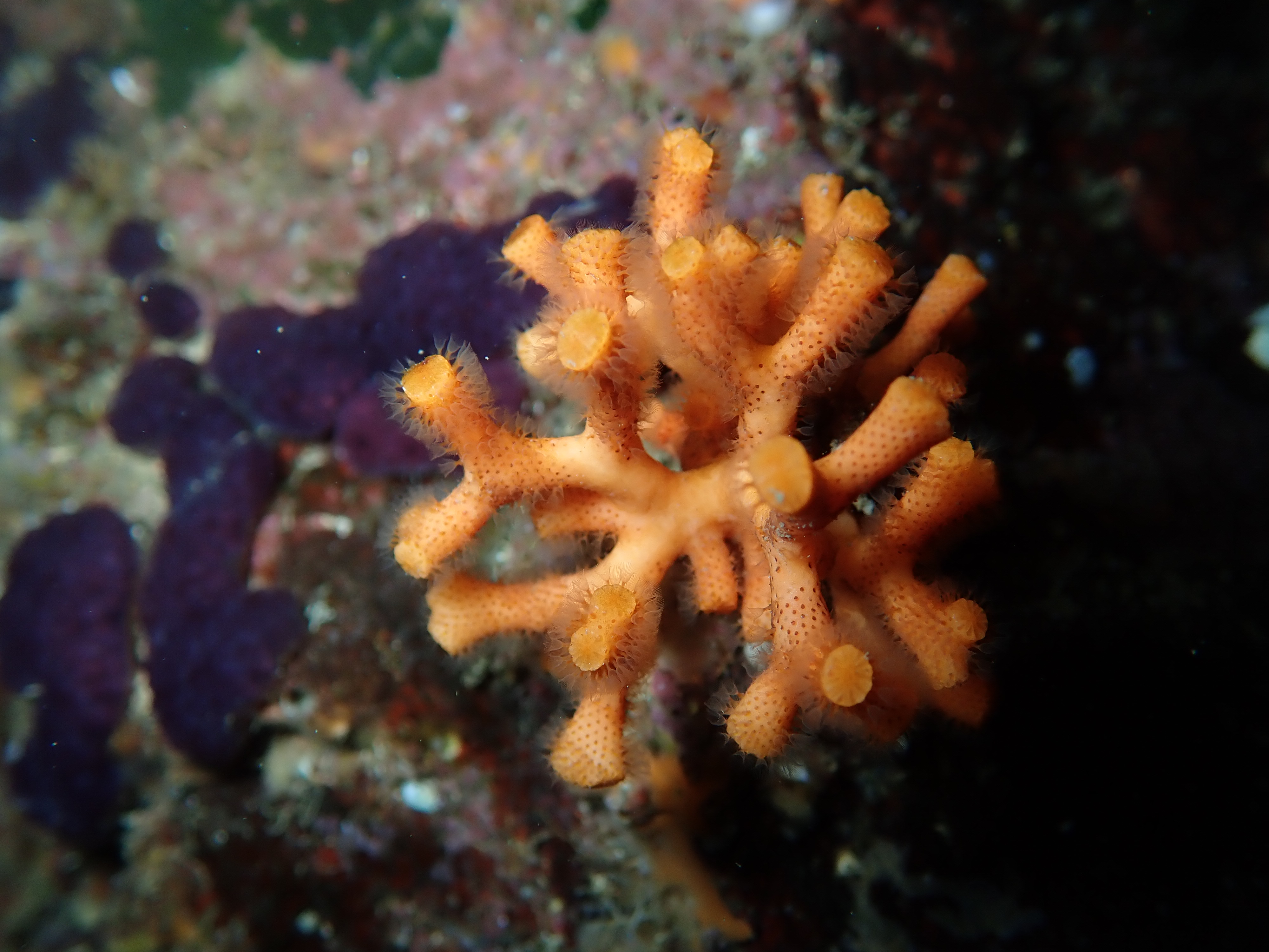 72 / 5.000 El "falso coral" está ampliamente distribuido por el Mediterráneo / ICM-CSIC. Imatge inicial - 72 / 5.000 El "falso coral" está ampliamente distribuido por el Mediterráneo / ICM-CSIC.