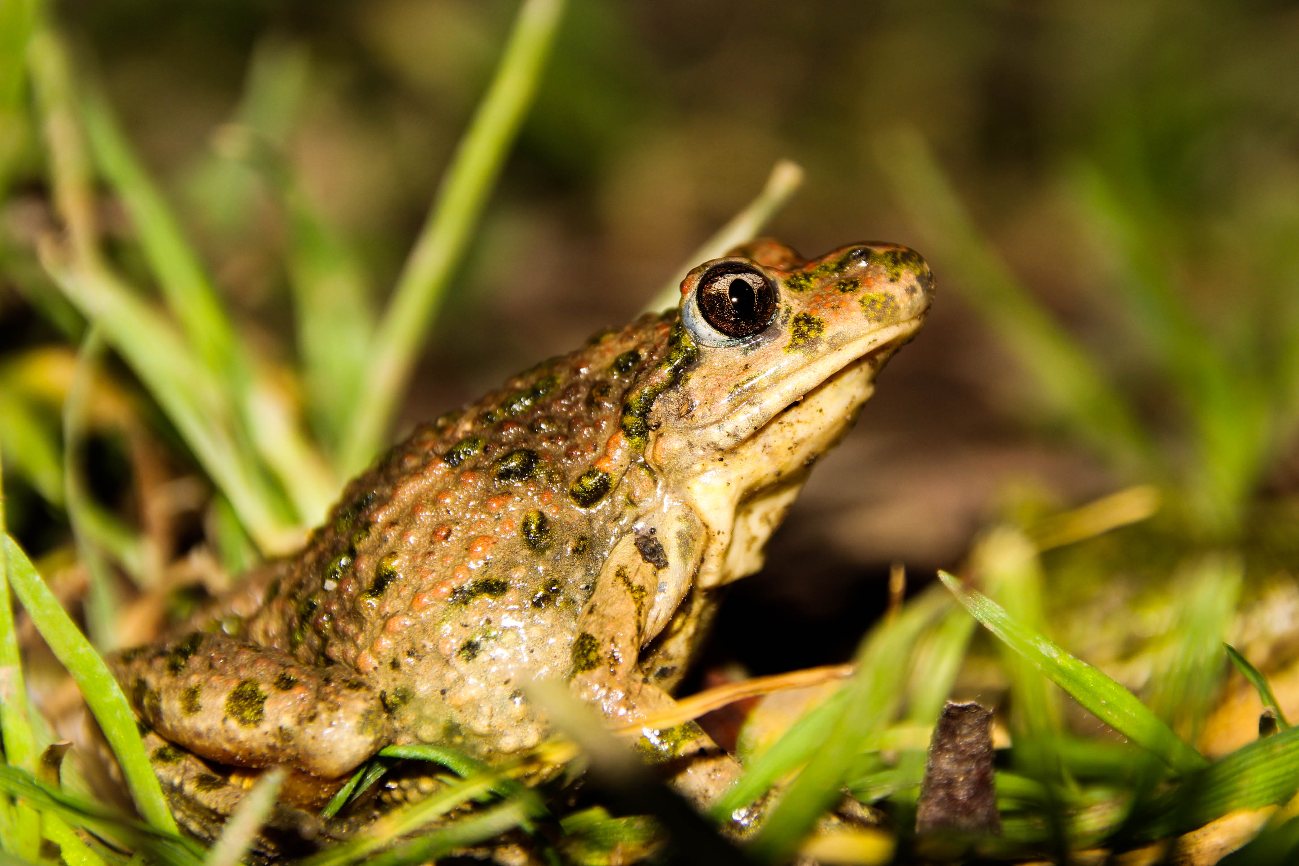 Pelodytes punctatus. Credit to Bernat Burriel Imatge inicial - Pelodytes punctatus. Credit to Bernat Burriel