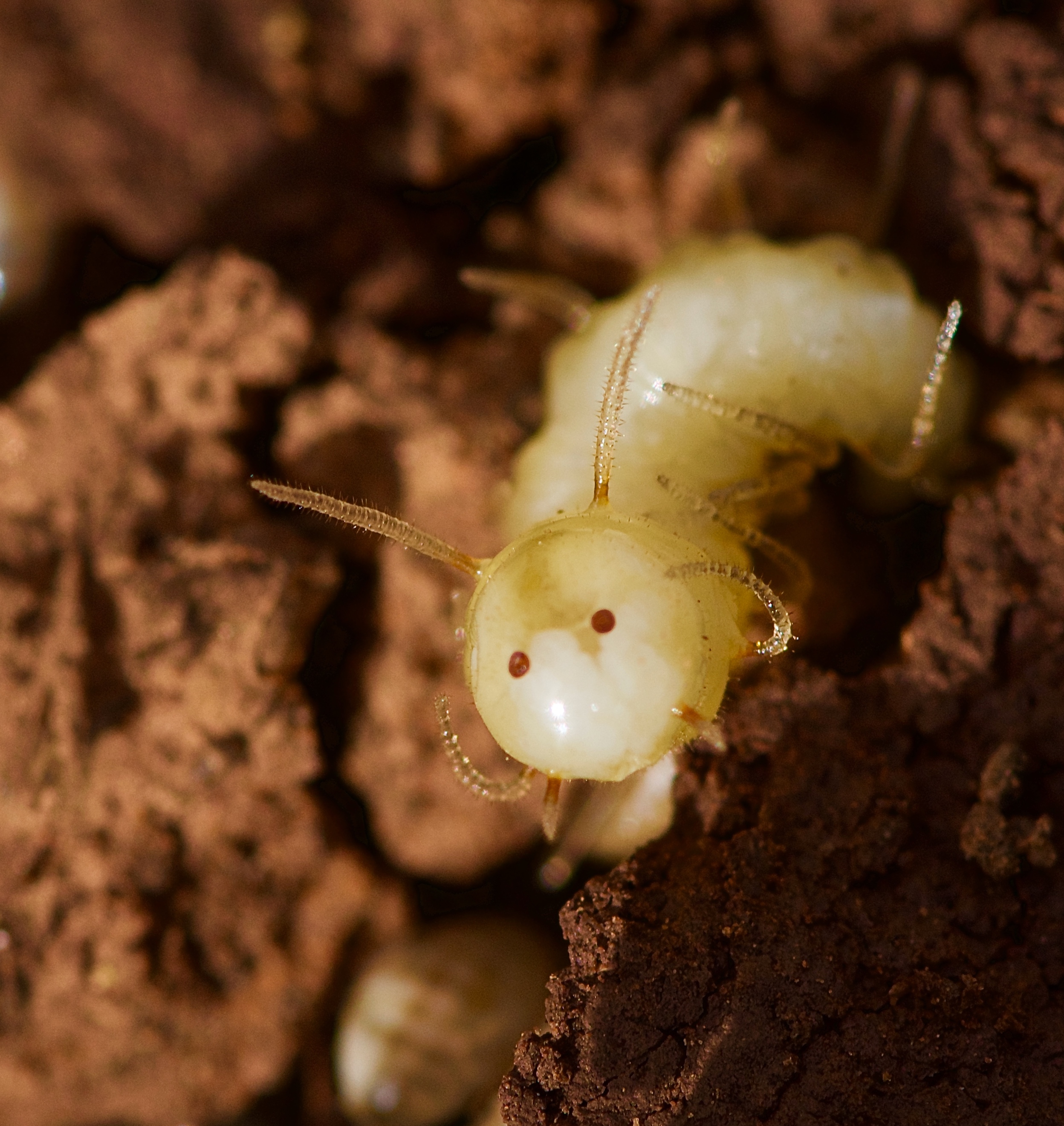 The blow fly larva showing the "termite mask" at the time of discovery in a termite mound in the Anti-Atlas of Morocco. Credit: Roger Vila. Imatge inicial - The blow fly larva showing the "termite mask" at the time of discovery in a termite mound in the Anti-Atlas of Morocco. Credit: Roger Vila.