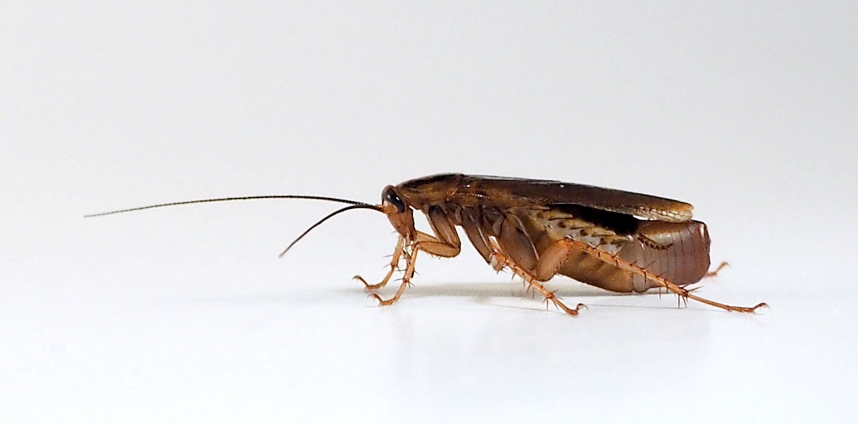 Female of Blattella germanica. Credit to Cristina Olivella. Imatge inicial - Female of Blattella germanica. Credit to Cristina Olivella.