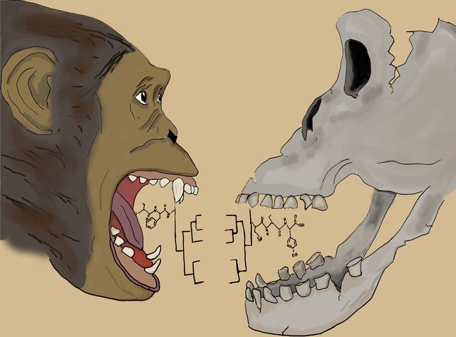 Figure 1. Artistic representation of phylogenies derived from fossil tooth enamel proteins, showcasing the potential of paleoproteomics in the study of extinct species. Illustration by Johanna Krueger. (Extracted from the cover image of Genome Biology and Evolution, Vol. 17, No. 2, 2025). Credit to Johanna Krueger. Imatge inicial - Figure 1. Artistic representation of phylogenies derived from fossil tooth enamel proteins, showcasing the potential of paleoproteomics in the study of extinct species. Illustration by Johanna Krueger. (Extracted from the cover image of Genome Biology and Evolution, Vol. 17, No. 2, 2025). Credit to Johanna Krueger.