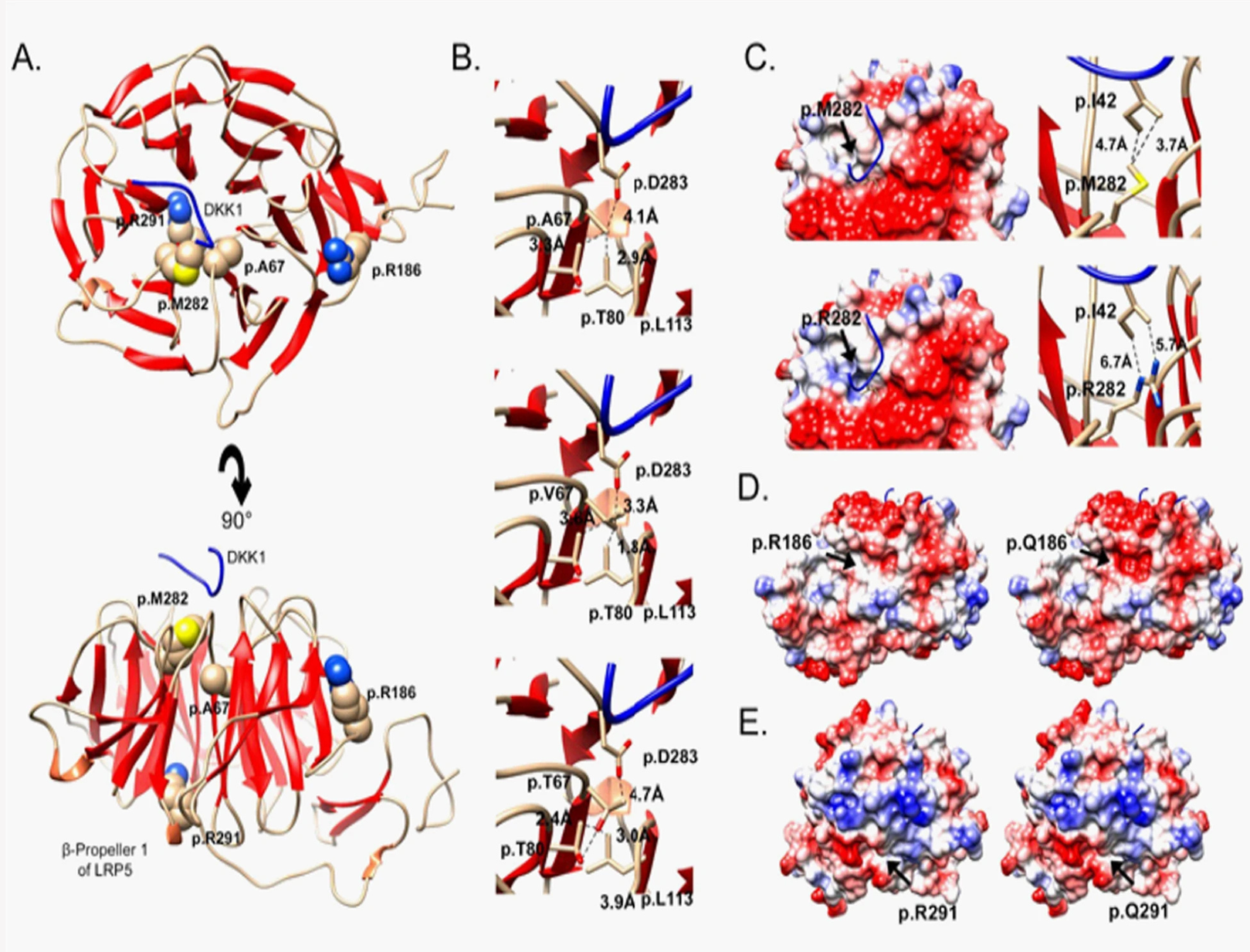 Estructura molecular del gen LRP5. Crédito a Óscar Lao, CC BY-NC-ND. Imatge inicial - Estructura molecular del gen LRP5. Crédito a Óscar Lao, CC BY-NC-ND.