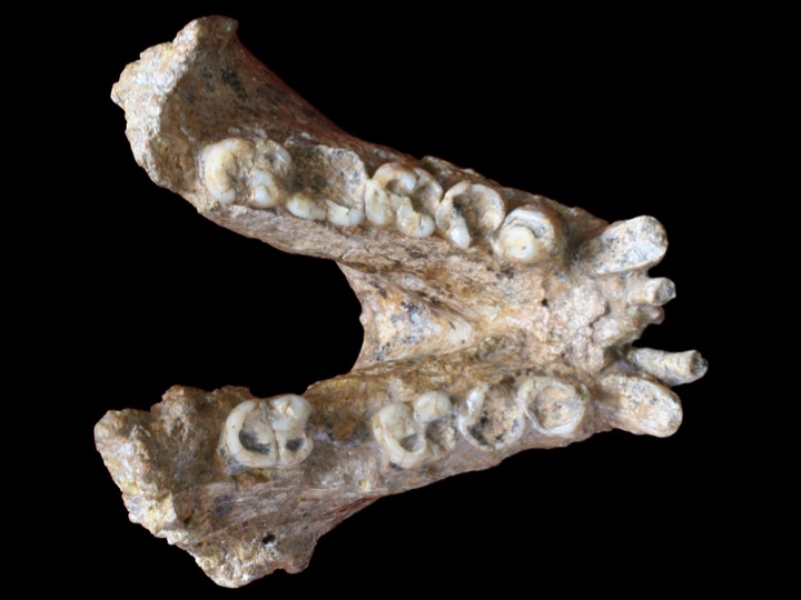 Mandíbula d’un Gigantopithecus blacki (P1-M2=74mm). Crèdit: Imatge: Prof. Wei Wang; Edició: Theis Jensen.
